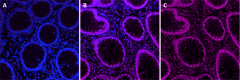 Purified anti-SMARCA4/BRG1 Antibody (632451)