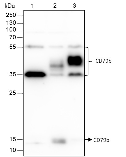 Recombinant CD79b Monoclonal Antibody (AN301487L)