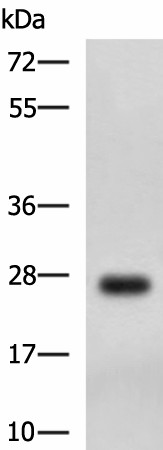 DHRS2 Polyclonal Antibody (E-AB-19202)