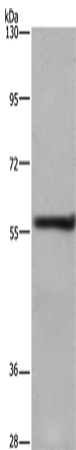 FRK Polyclonal Antibody (E-AB-15047)