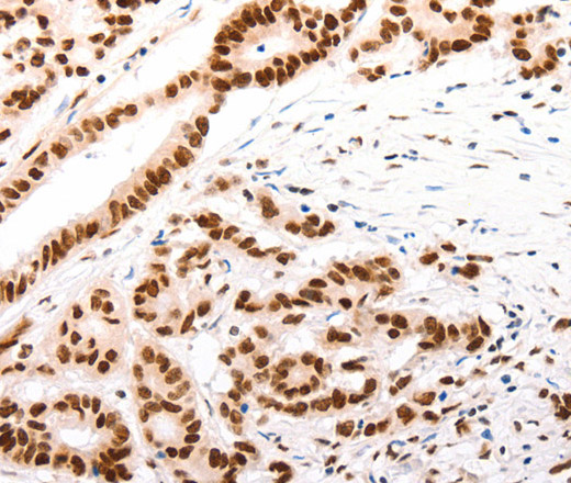 CASP9 (active) Polyclonal Antibody (E-AB-12941)