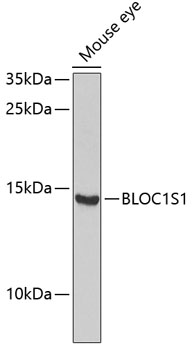 BLOC1S1 Polyclonal Antibody (E-AB-67801)