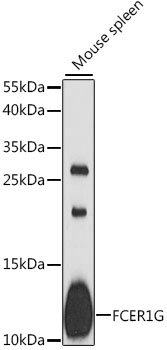 FCER1G Polyclonal Antibody (E-AB-93094)