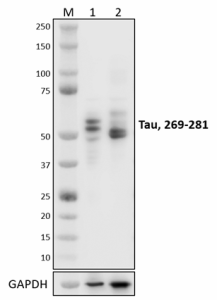 Purified anti-Tau, 269-281 Recombinant Antibody (948801)