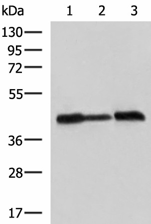 PDHA1 Polyclonal Antibody (E-AB-52930)