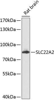 SLC22A2 Polyclonal Antibody (E-AB-62923)