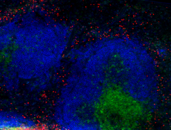 Alexa Fluor® 594 anti-mouse CD18 Antibody (101416)