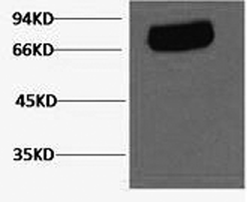 Transferrin Monoclonal Antibody (E-AB-22082)