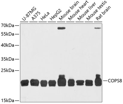 COPS8 Polyclonal Antibody (E-AB-64317)