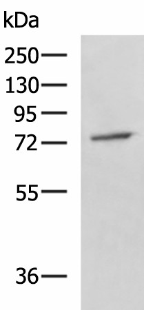 GPCPD1 Polyclonal Antibody (E-AB-19087)