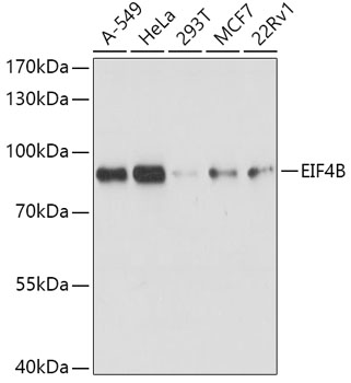 EIF4B Polyclonal Antibody (E-AB-64544)