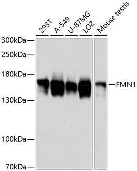 FMN1 Polyclonal Antibody (E-AB-64478)