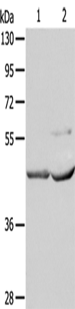NCEH1 Polyclonal Antibody (E-AB-14454)