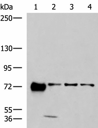 PPEF1 Polyclonal Antibody (E-AB-53001)