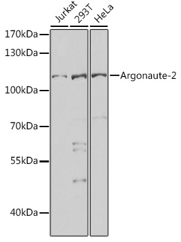 Argonaute-2 Polyclonal Antibody (E-AB-68395)