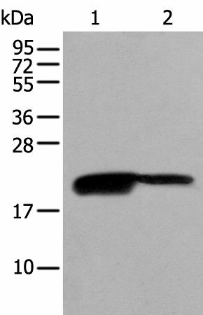 BRI3BP Polyclonal Antibody (E-AB-53455)