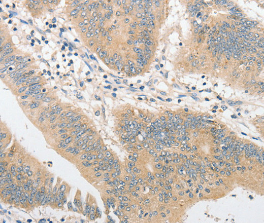 CD284 Polyclonal Antibody (E-AB-10871)
