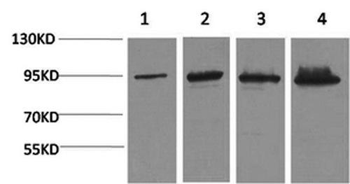 Catenin beta Monoclonal Antibody (E-AB-22111)