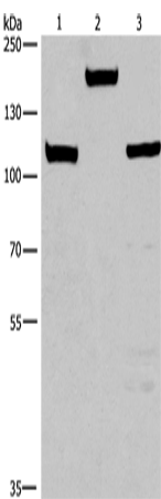TP53BP2 Polyclonal Antibody (E-AB-14774)