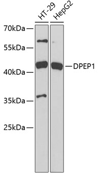 DPEP1 Polyclonal Antibody (E-AB-92715)