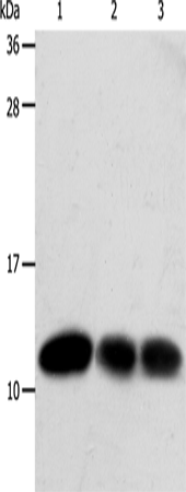 TXN Polyclonal Antibody (E-AB-16096)