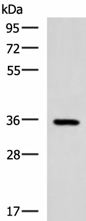 B3GAT1 Polyclonal Antibody (E-AB-52127)