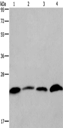 CMTM6 Polyclonal Antibody (E-AB-12450)