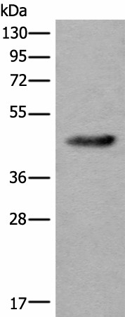 CDKL4 Polyclonal Antibody (E-AB-17783)
