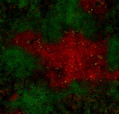 Alexa Fluor® 647 anti-mouse CD3ε Antibody (152320)