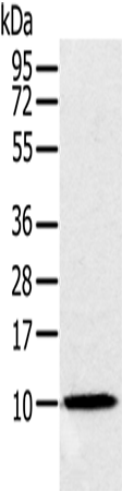 NDUFA2 Polyclonal Antibody (E-AB-11428)