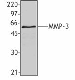 Purified anti-MMP3 Antibody