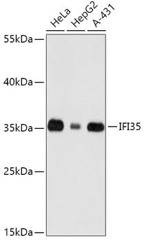 IFI35 Polyclonal Antibody (E-AB-66789)
