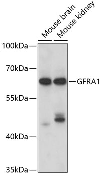 GFRA1 Polyclonal Antibody (E-AB-67652)