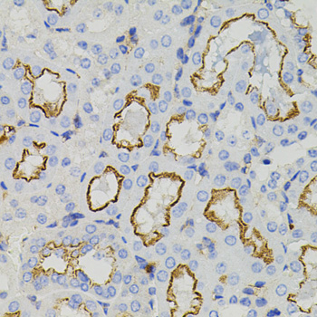 STX1A Polyclonal Antibody (E-AB-62933)