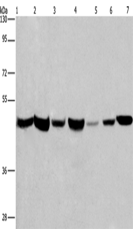 APMAP Polyclonal Antibody (E-AB-15924)