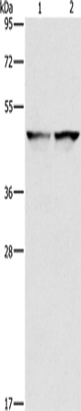 IDH1 Polyclonal Antibody (E-AB-14691)