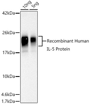 IL-5 Polyclonal Antibody (E-AB-93272)