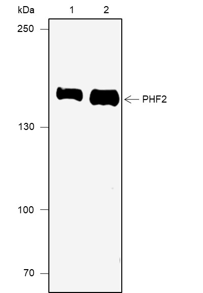 Recombinant PHF2 Monoclonal Antibody (AN301952L)