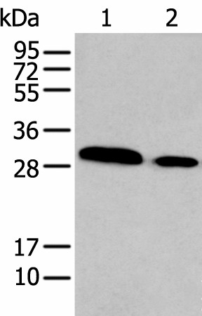 HOXC9 Polyclonal Antibody (E-AB-53485)