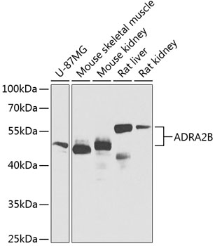 ADRA2B Polyclonal Antibody (E-AB-62614)