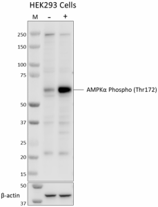 Purified anti-AMPKα Phospho (Thr172) Antibody (600651)