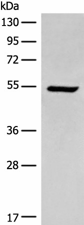 ACD Polyclonal Antibody (E-AB-19765)