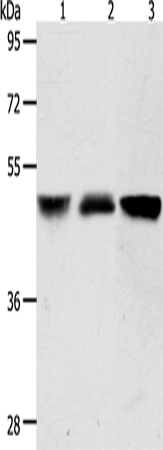 ACOT9 Polyclonal Antibody (E-AB-14495)