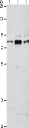 ARHGEF7 Polyclonal Antibody (E-AB-14609)