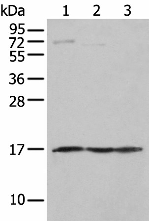 NDUFA12 Polyclonal Antibody (E-AB-18397)