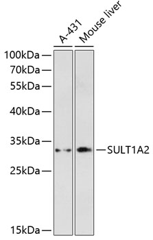 SULT1A2 Polyclonal Antibody (E-AB-64351)