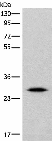 IMPA1 Polyclonal Antibody (E-AB-18668)