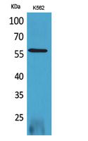 RUNX2 Polyclonal Antibody (E-AB-30103)