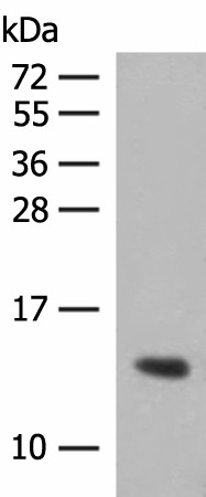 HBG1/HBG2 Polyclonal Antibody (E-AB-52690)