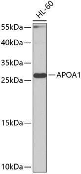 APOA1 Polyclonal Antibody (E-AB-65812)